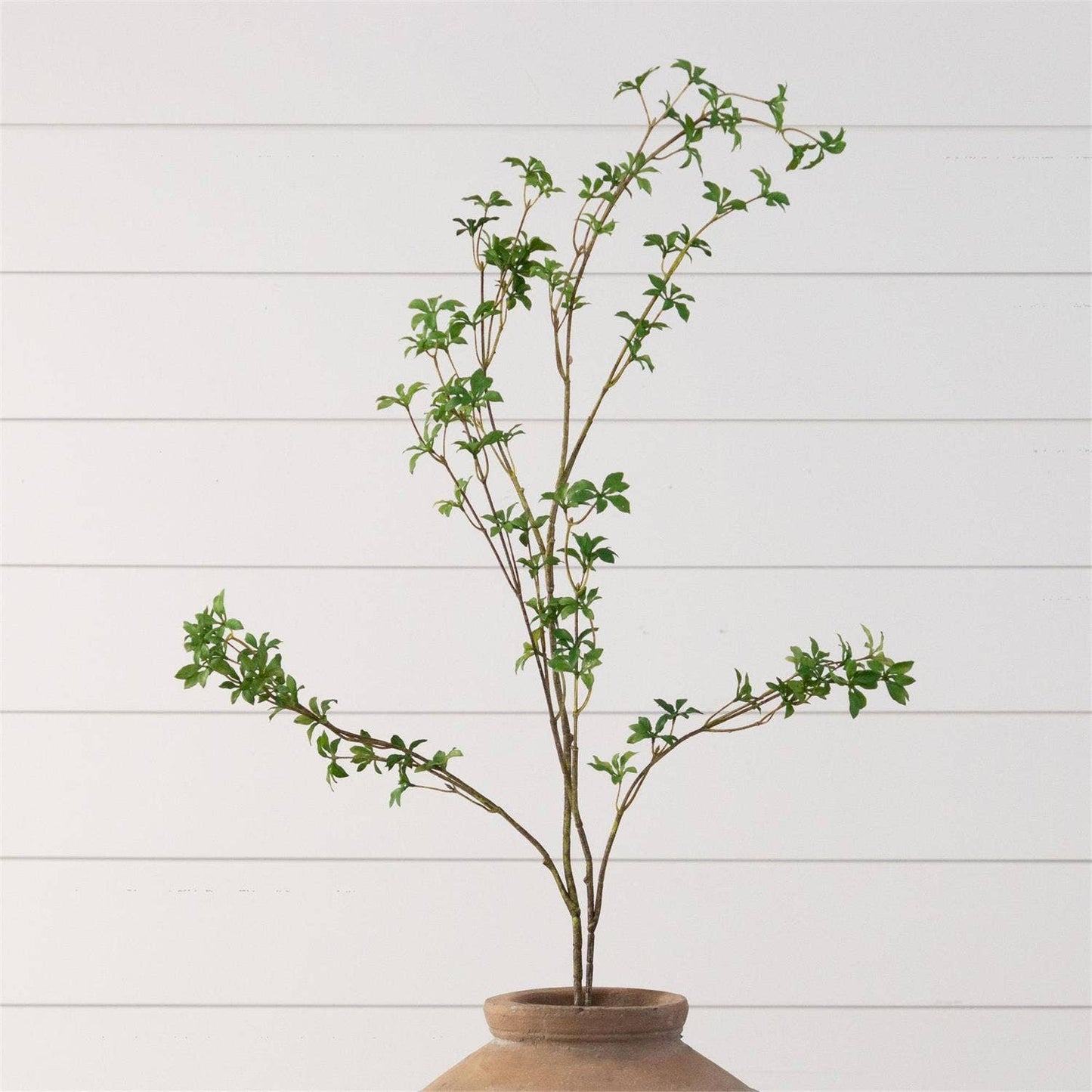 BLOOMING BRANCH