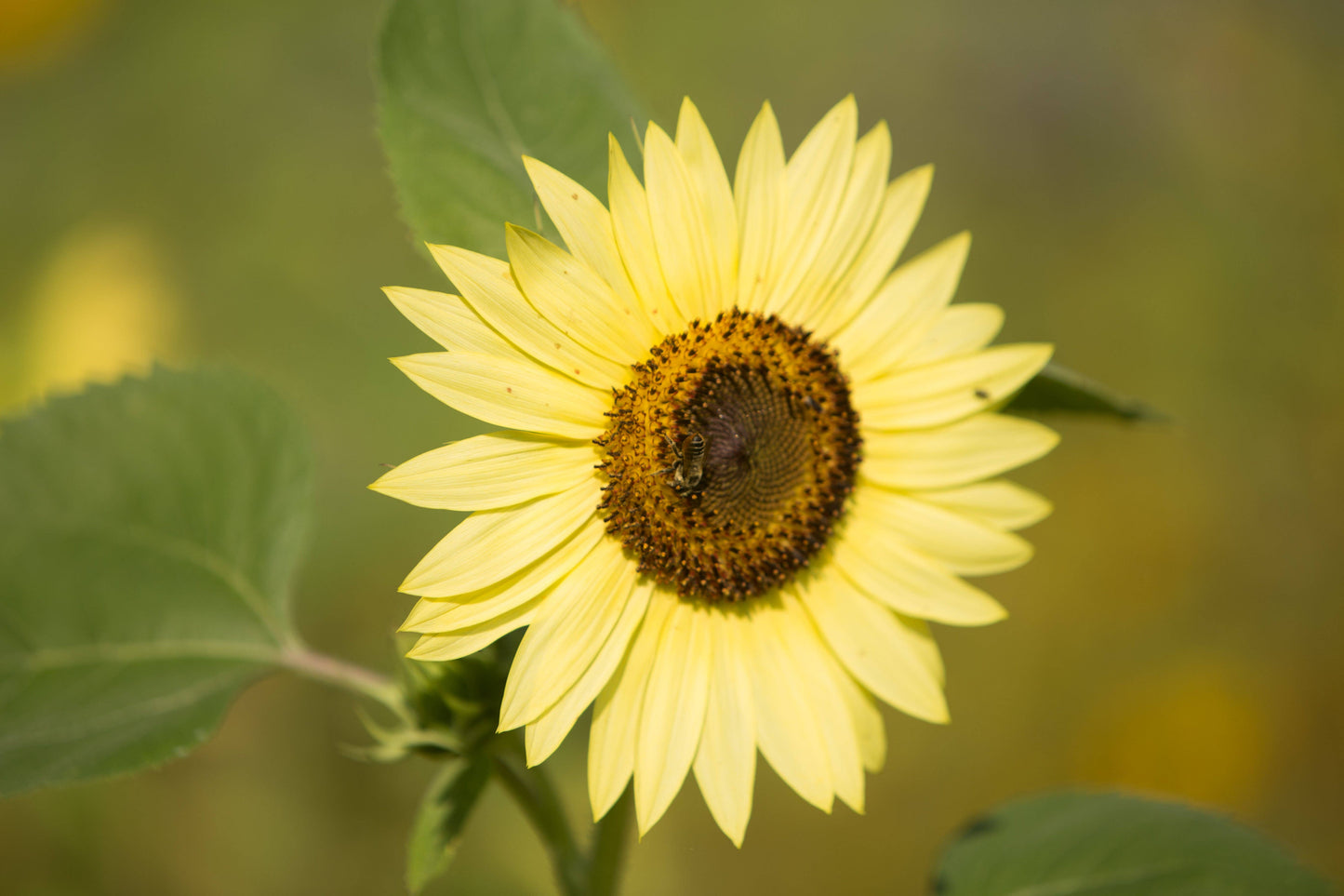 Sunflower, Lemon Queen Seed Packets