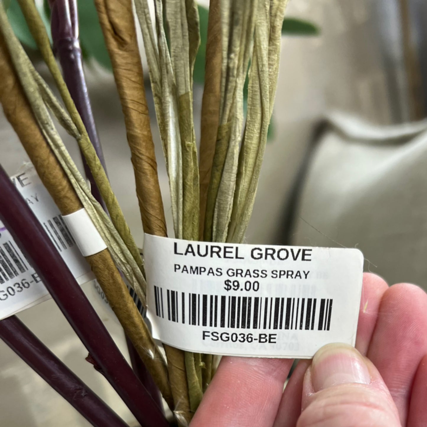 Pampas Grass Spray