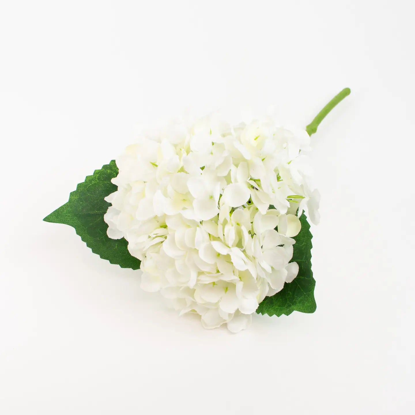 WHITE HYDRANGEA