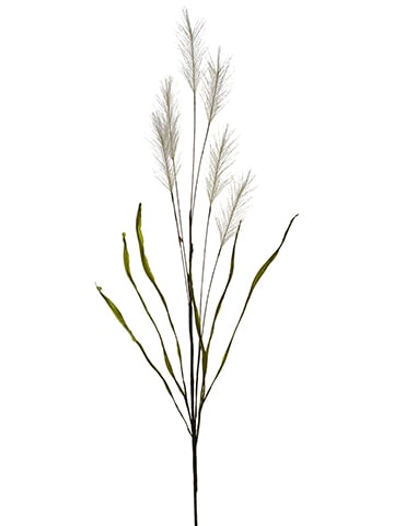 PAMPAS GRASS SPRAY