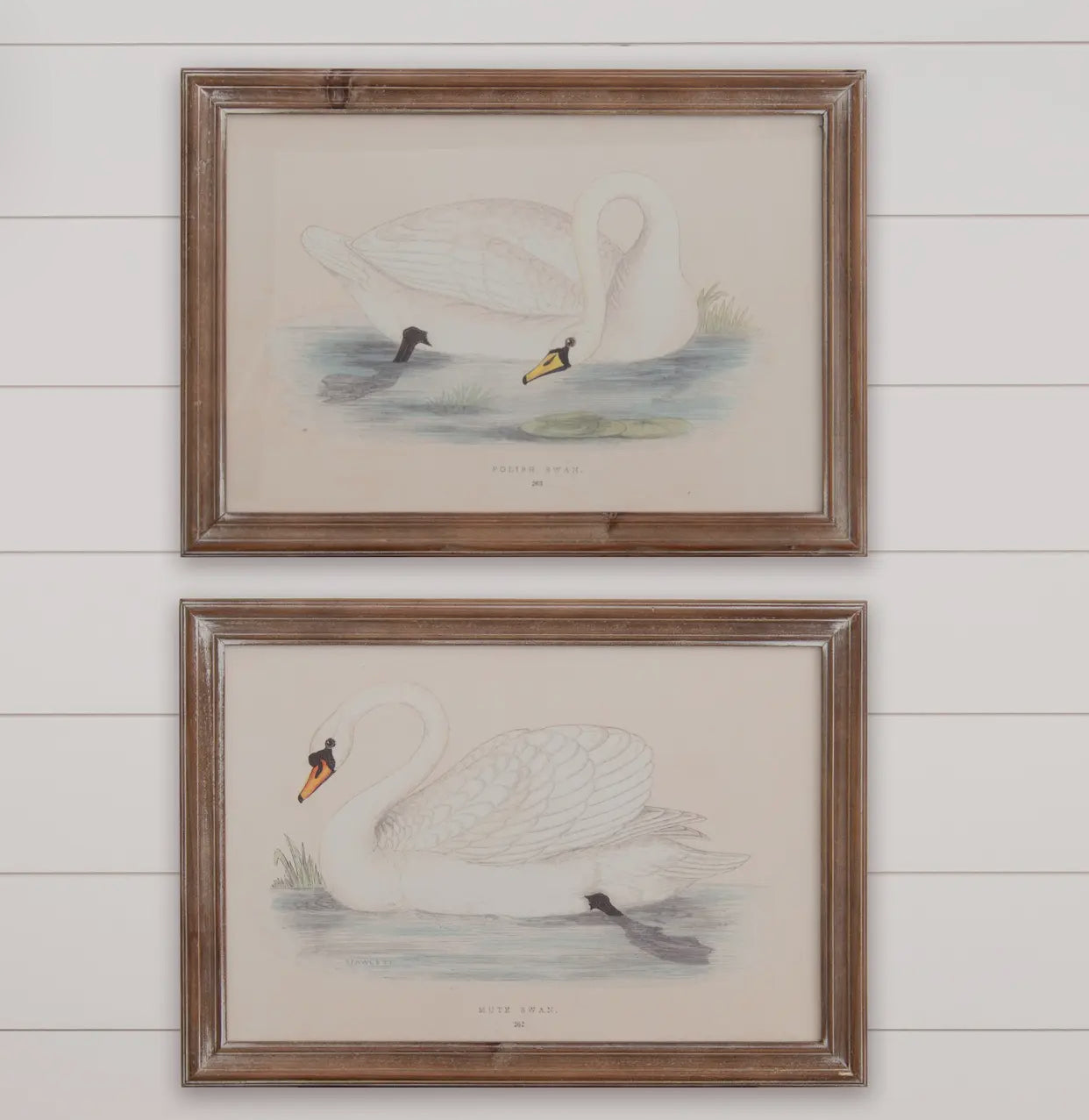 SWAN FRAMED PRINT