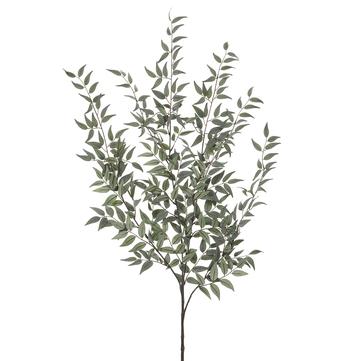 ITALIAN RUSCUS LEAF BUSH