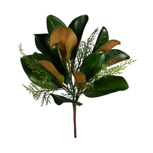 MAGNOLIA EVERGREEN LEAF
