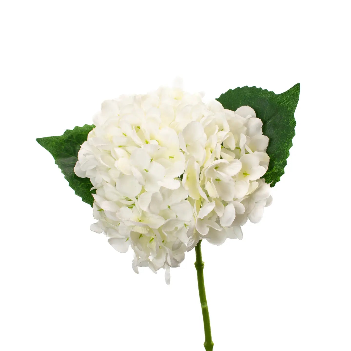 WHITE HYDRANGEA