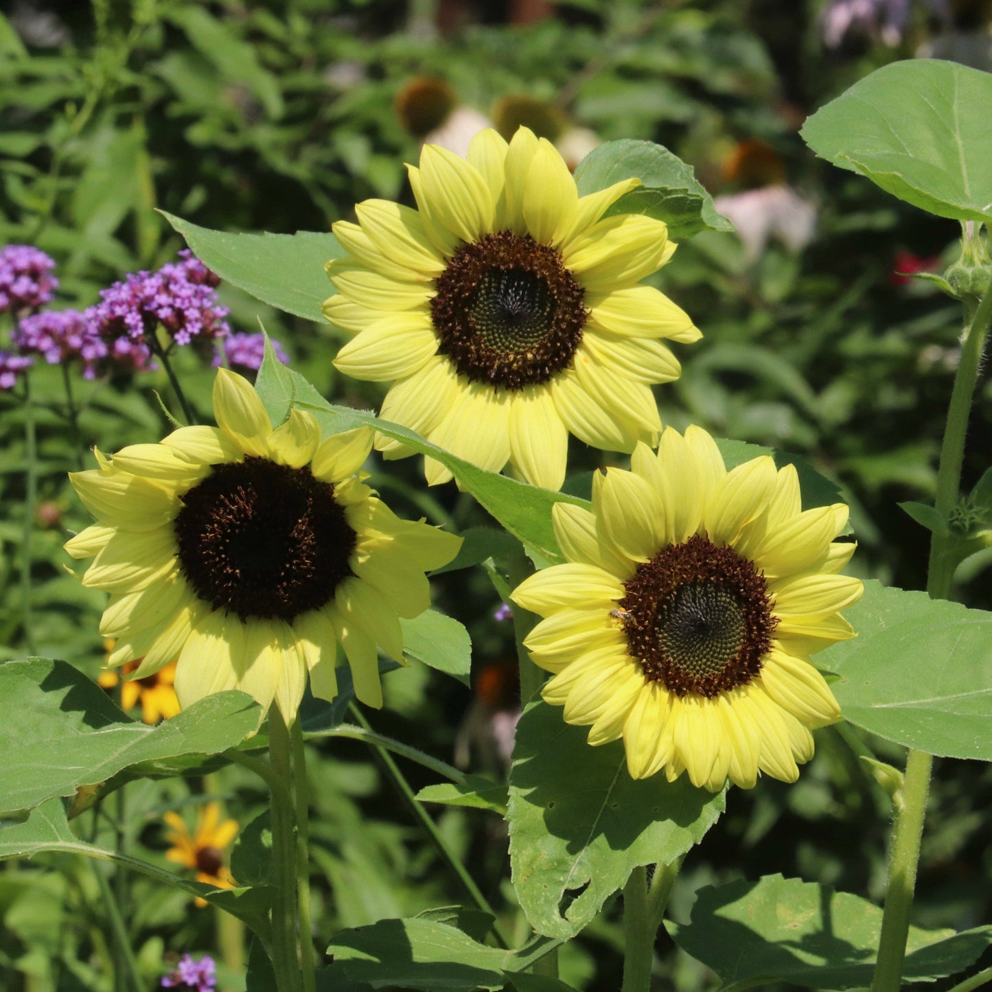 Sunflower, Lemon Queen Seed Packets