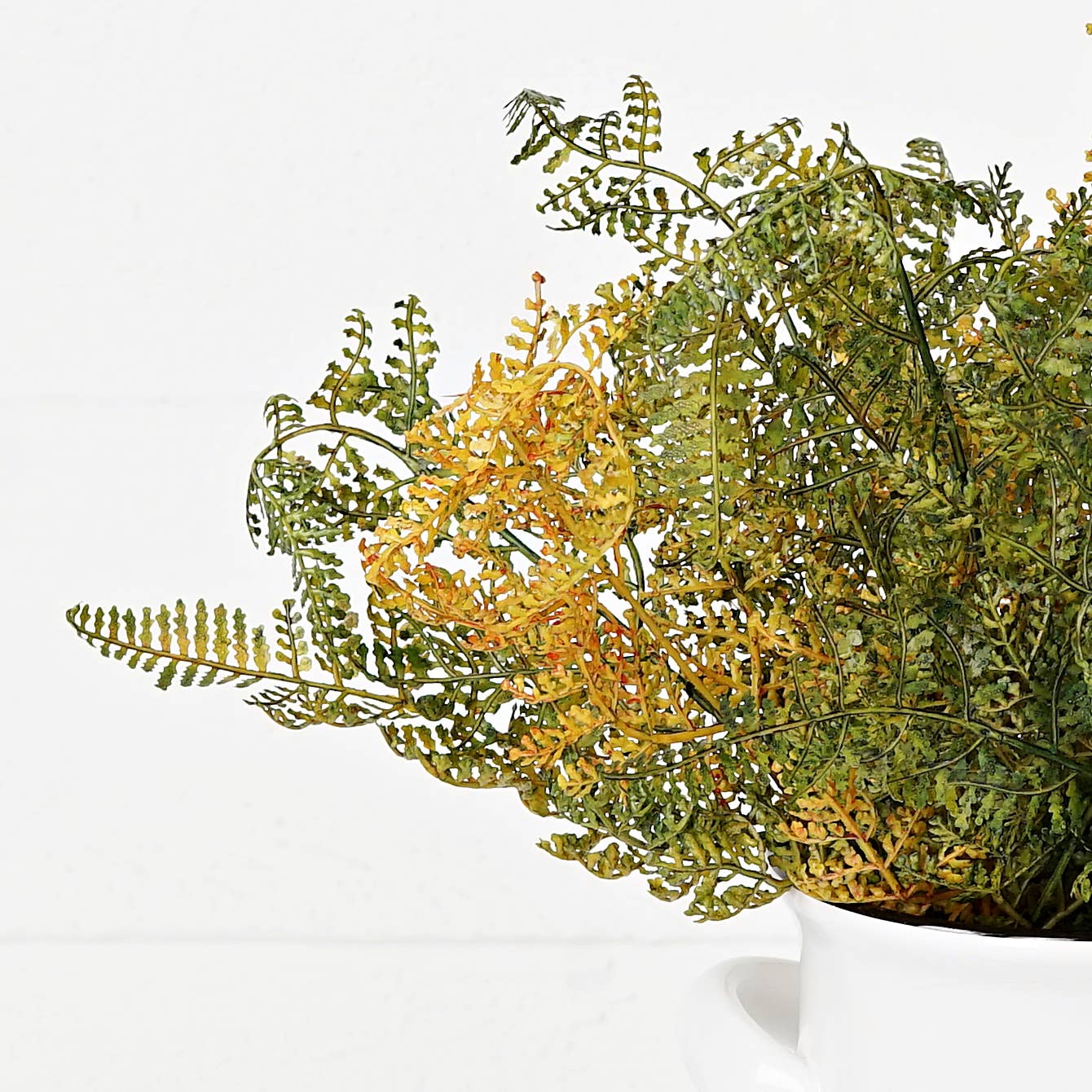 ISB52591-15inL Formosa Fern Bush-Sage color