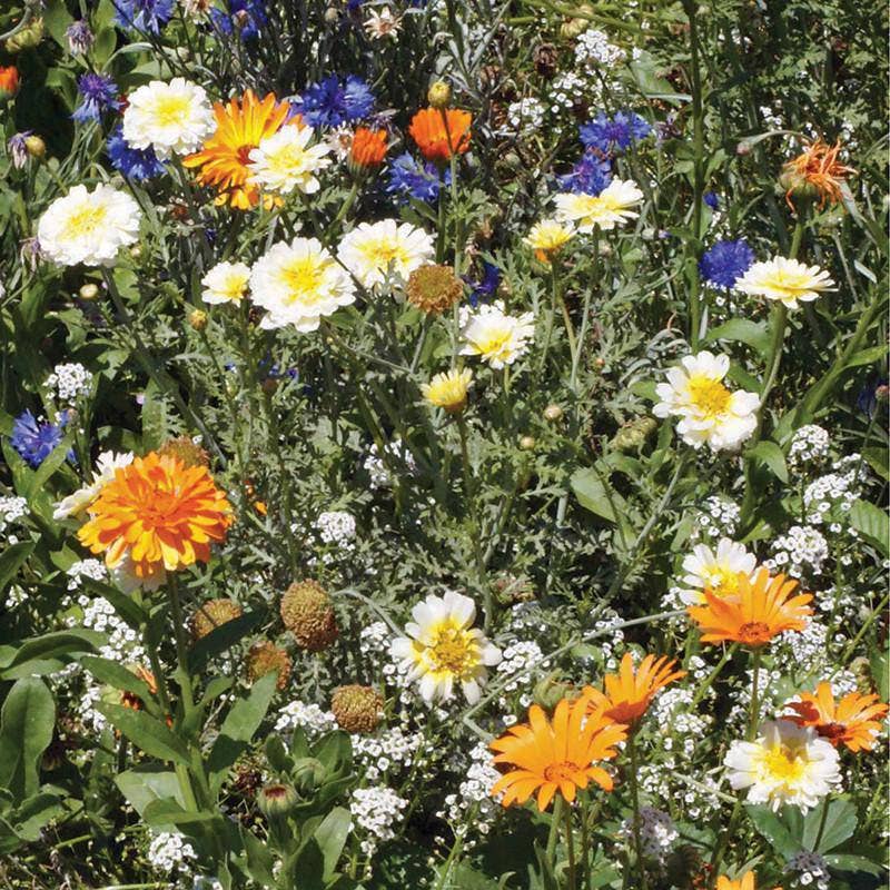 Wildflower, Annual Wildflower Mix Seed Packets