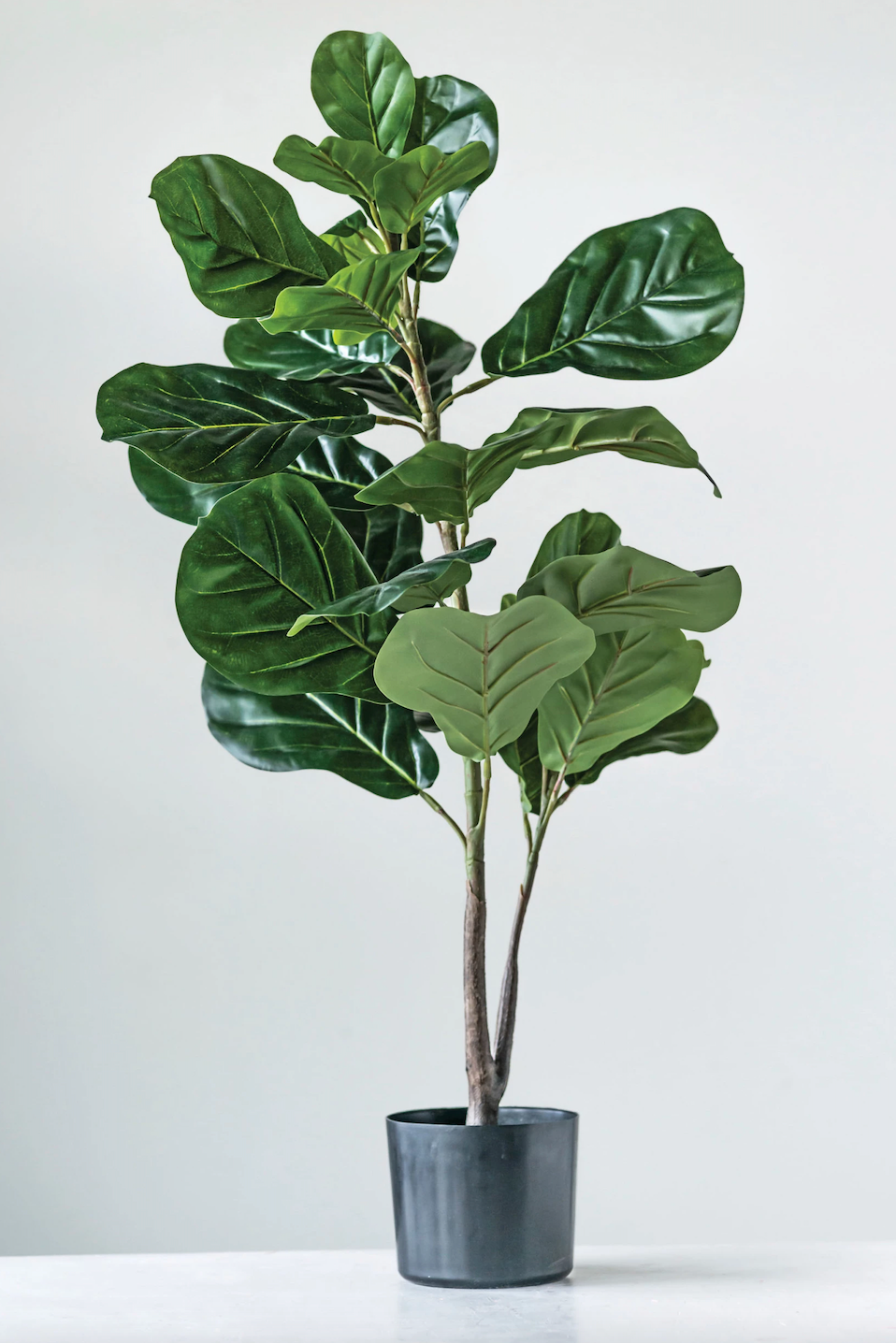 FAUX FIDDLE FIG