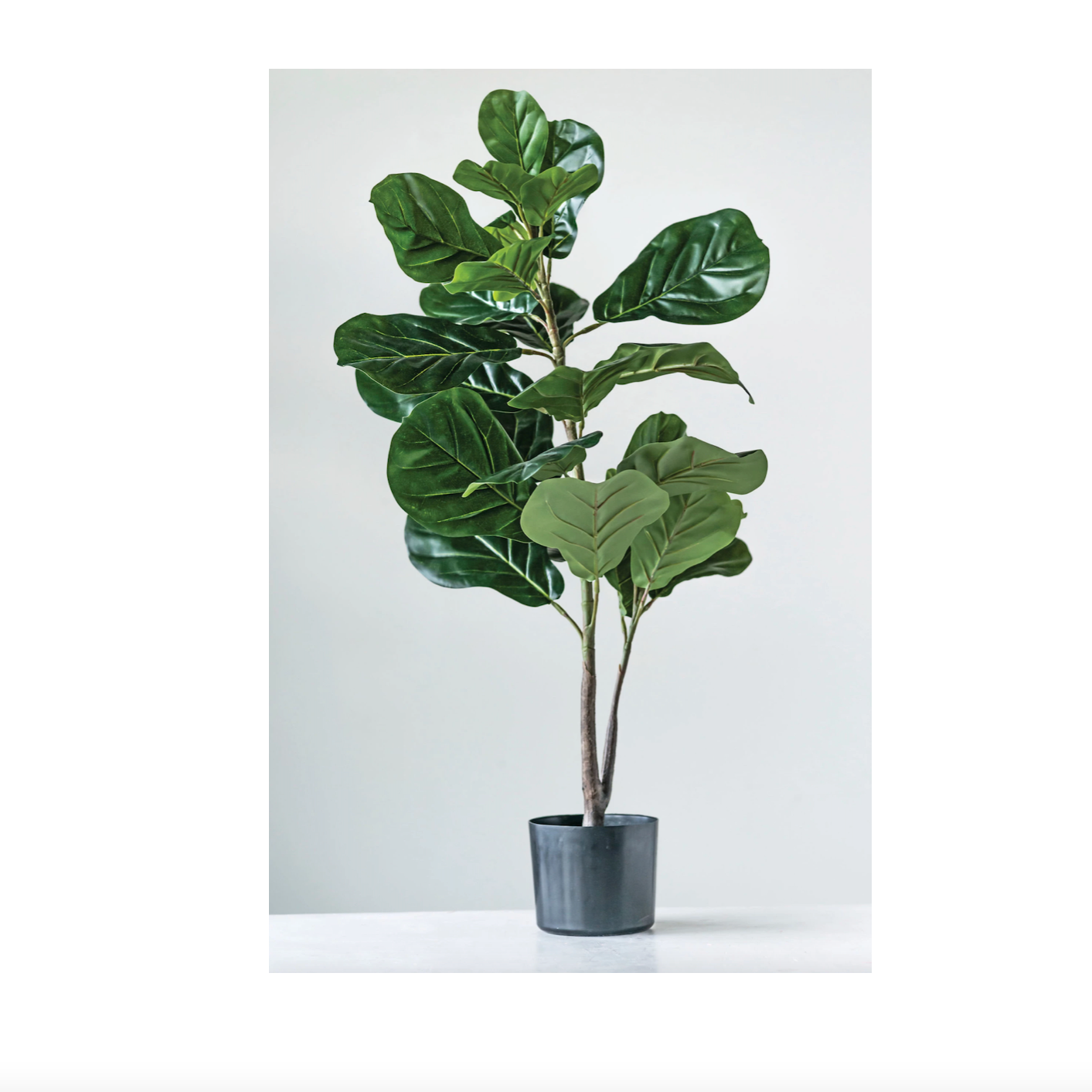 FAUX FIDDLE FIG