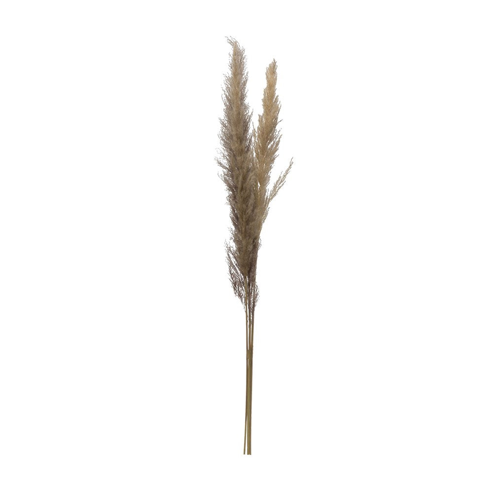 DRIED NATURAL PAMPAS GRASS